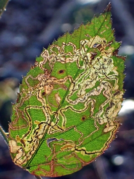 Stigmella aurella 